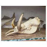 Warthog Skull and Tusks Specimen by Tom Moravec with Inventory Tag