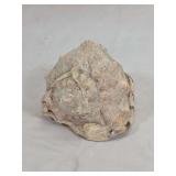 Cassis cornuta Horned Helmet Sea Shell