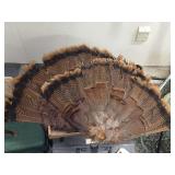 Taxidermy Wild Turkey Tail Fan Mounts