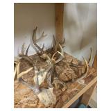 Five White-Tailed Deer Skull Caps and Antlers